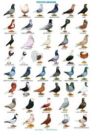 Pigeon Breed Name Pigeon Health Care In Bangladesh 2020 Hayvan Bilimi Papaganlar Hayvan