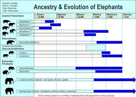 elephant science nature evolution