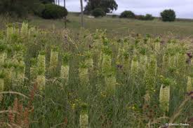 Image result for Scadoxus pole-evansii
