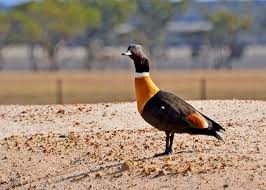 Birds That Start With B Mountain Duck At Nulla Nulla Farm Retreat Farmstay B B Western Australia Australian Birds Photo Galleries Mountain Duck