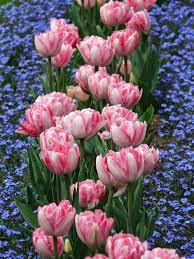 inspiring tulip garden ideas town country living plans de jardin de fleurs photographie de fleurs jardin de printemps
