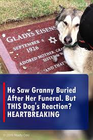 Heartbroken Dog Breaks Into Tears After His Beloved Granny Passed Away Animals Dog Videos Dogs Pets Video Dogs Dog Memes Wolf Dog