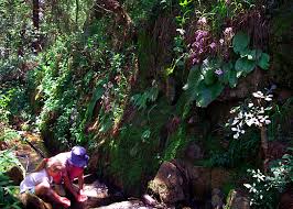 Image result for Brachystegia michelmorei