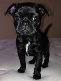 80 Raileighs Likes Ideas Funny Animals Bones Funny Cute Animals