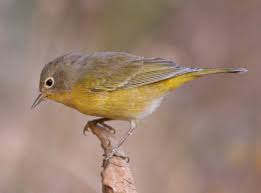 Many of the species show some sexual dimorphism, with distinctive male and female plumages, with. Nashville Warbler Wikipedia