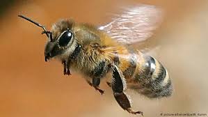 Biene Oder Hummel Hornisse Wespe Wer Brummt Denn Da Und Warum Sind Sie So Wichtig Alle Multimedialen Inhalte Der Deutschen Welle Dw 20 05 2020