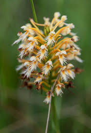 Image result for Angraecum chamaeanthus