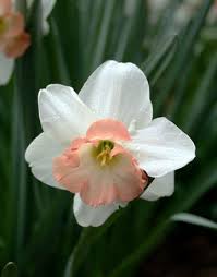 10 Types Of Daffodils You Ll Want In Your Garden This Spring March Birth Flowers Daffodils Jonquil Flowers