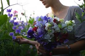 Learn how to plant and grow cut flowers and discover five awesome annuals for bouquets. Ask The Expert 7 Tips To Grow Cut Flowers In A Tiny Garden