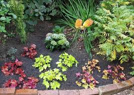 Image result for Heuchera Metallica