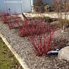 Well branched fire red stems simply glow in start winter landscapes. Red Twig Dogwood Beebe Landscape Design