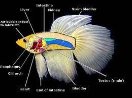 Bloated And Floating To Top Of Tank Betta Fish Care Fish Anatomy Betta Fish