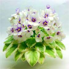 Big Sale 20 Pcs Lot Variety Of Colors Violet Seeds Garden Plants Violet Flowers Perennial Herb Matthiola Inca African Violets Plants Violet Plant Violet Flower