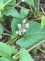 Image result for Fallopia