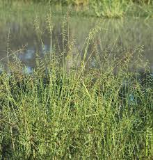 Image result for Echinochloa colona