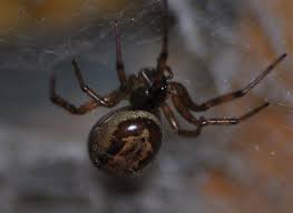 Only the bite of the female spider is dangerous. Noble False Widow Spider Venom Is More Like A Black Widow S Than We Thought