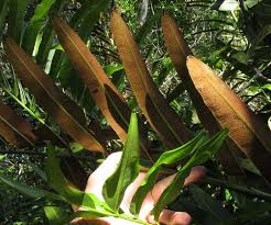 Image result for Acrostichum aureum