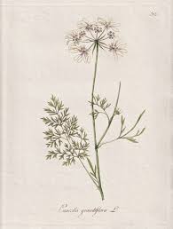 Image result for Senecio auriculatissimus