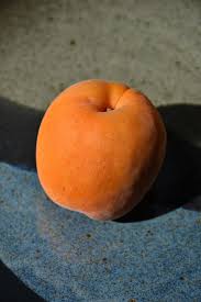 (that might sound like two different trees, but it's actually two different names for the same tree variety) Chinese Apricot Prunus Armeniaca Chinese In Denver Centennial Littleton Aurora Parker Colorado Co At Tagawa Gardens