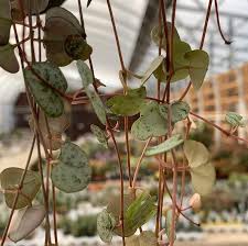 Image result for Ceropegia discoidea