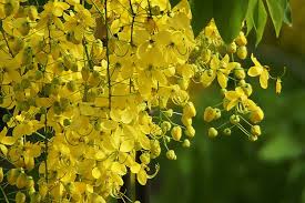 pin on flower nature