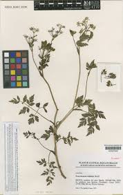 Image result for Afroligusticum