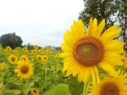 Dari stasiun lopburi saya menuju khok samrong di distrik nong khaem. Sunflower Festival Destinasi Wajib Saat Melancong Ke Thailand