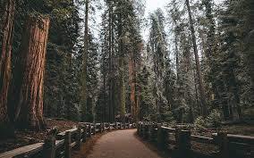 Select from premium redwood forest of the highest quality. Hd Wallpaper Earth Forest Fence Nature Park Redwood Tree Wallpaper Flare