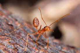 We did not find results for: Fire Ants Facts And Control Terro