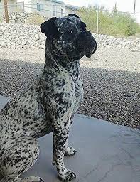 Black And White Boxer Dog White Boxer With Black Mask And Heavy Black Ticking Boxer Dogs Boxer Dog Puppy Boxer Dogs Brindle