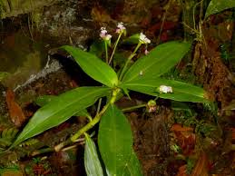 Image result for Tradescantia zanonia