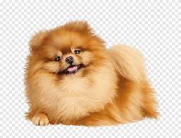 Hire akc puppyvisor to guide you through the puppy finding journey. German Spitz Klein Pomeranian German Spitz Mittel Volpino Italiano Dog Breed Puppy Mammal Animals Png Pngegg