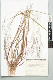 Image result for Panicum schinzii