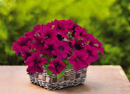 Culture Report Petunia Success 360 Series Greenhouse Product News
