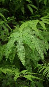 Image result for Christella hispidula