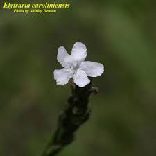 Image result for Elytraria