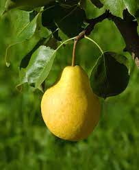 Fruit trees in this area need to be able to handle lower temperatures, but nothing as severe as zones 2 and 3. 16 Fruit Trees For Zone 3 Joybilee Farm Diy Herbs Gardening