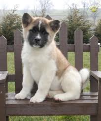 The breed has had many uses, such as police and military work, a guard dog (government and civilian), a fighting dog, a hunter of bear and deer and a sled dog. Abby Akita Puppy For Sale In Ronks Pa Happy Valentines Day Happyvalentinesday2016i