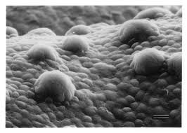 Here's how your sense of taste really works. Covid 19 Does Not Directly Damage Taste Bud Cells Eurekalert Science News