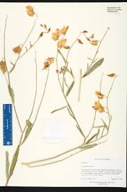 Image result for Crotalaria johnstonii