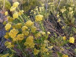 Image result for Helichrysum kraussii