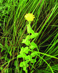 Image result for Anisopappus chinensis