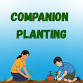 Companion Planting- Virtual