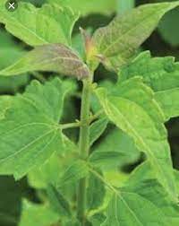 Other names of awolowo leaf: 17 Health Benefits Of Ewe Akintola Chromolaena Odorata Agriculture Nigeria