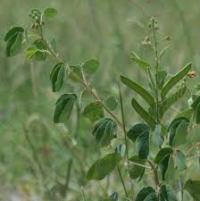 Image result for Chamaecrista absus