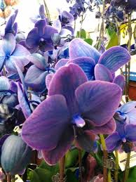 Mary ann did an absolutely wonderful job of arranging her flowers. Black Sapphire Orchids At King Soopers Floral Orchids Black Sapphire Floral