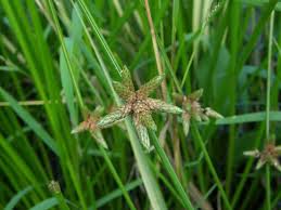 Image result for Schoenoplectiella