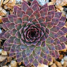 Image result for Thesium wilczekianum