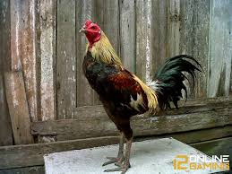 Warna ayam pamangon wido yang bagus. Warna Ayam Pamangon Wido Yang Bagus 47 Jenis Warna Jalak Ayam Apakah Anda Memerlukan Satu Nama Yang Bagus Untuk Anak Anjing Baru Anda Yang Lucu Dan Menggemaskan