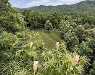 Tree Basics Talk: History of the American Chestnut